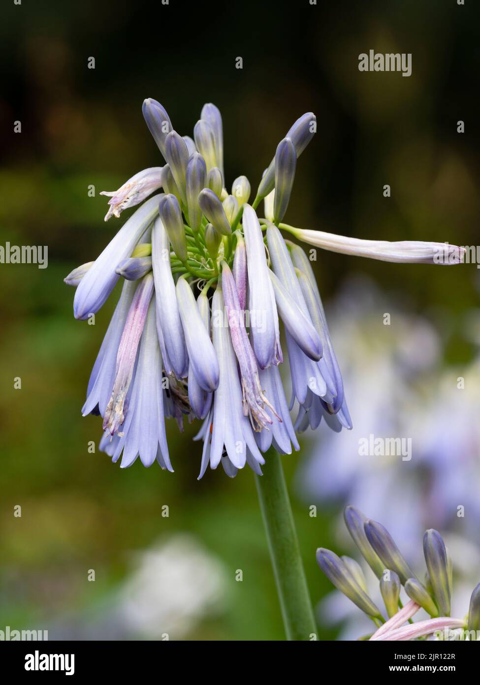 Pendulous tubular blue flowers of the late summer blooming perennial, Agapanthus inapertus subsp. hollandii 'Sky' Stock Photo