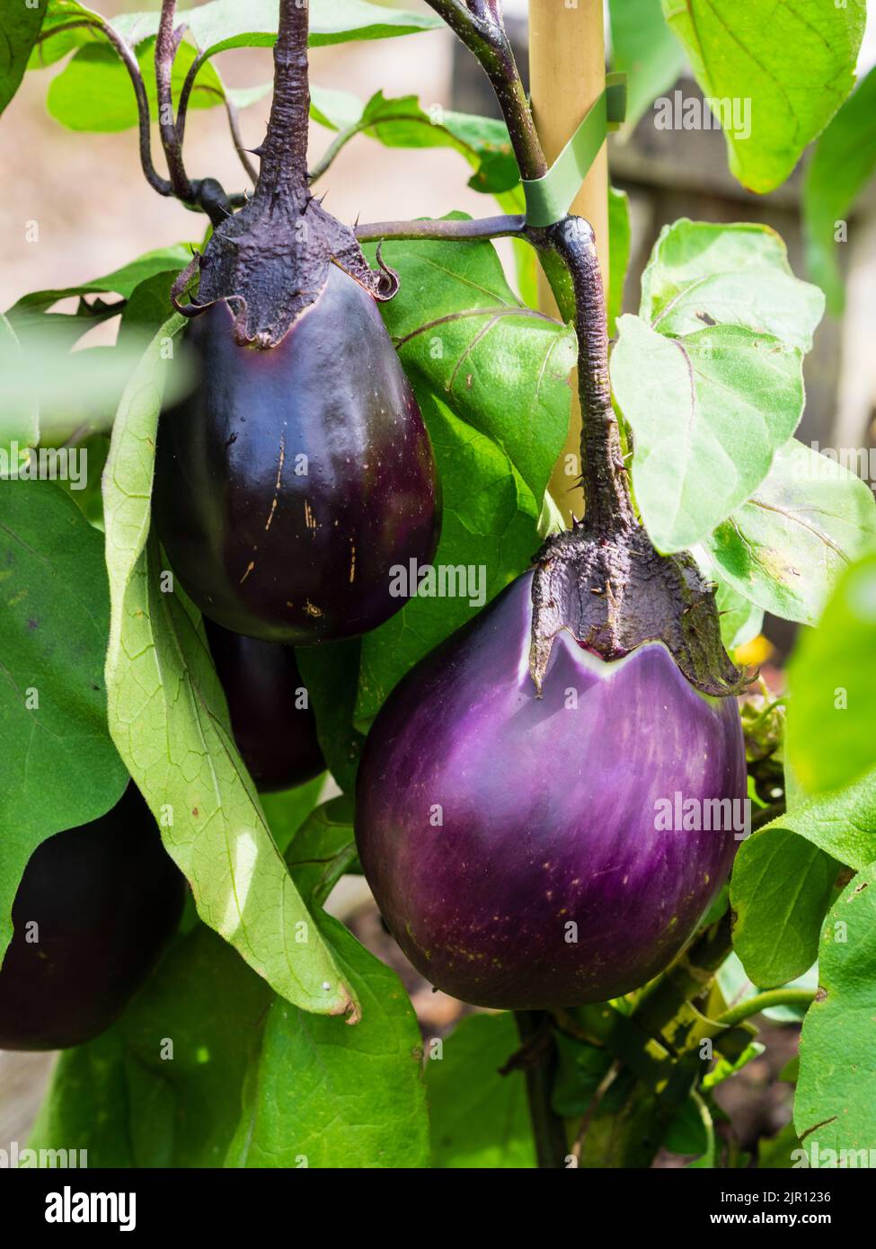 Purple fruit of the tender annual eggplant, Aubergine 'Czech Early