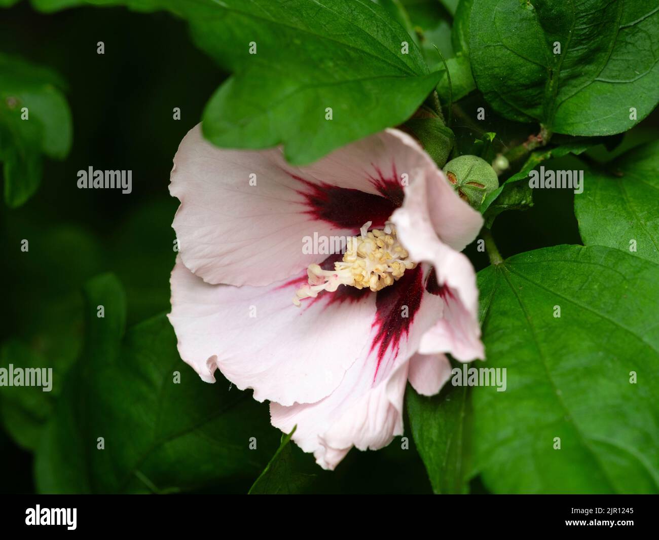 Red centred pale pink late summer flower of the hardy hibiscus shrub, Hibiscus syriacus 'Hamabo' Stock Photo