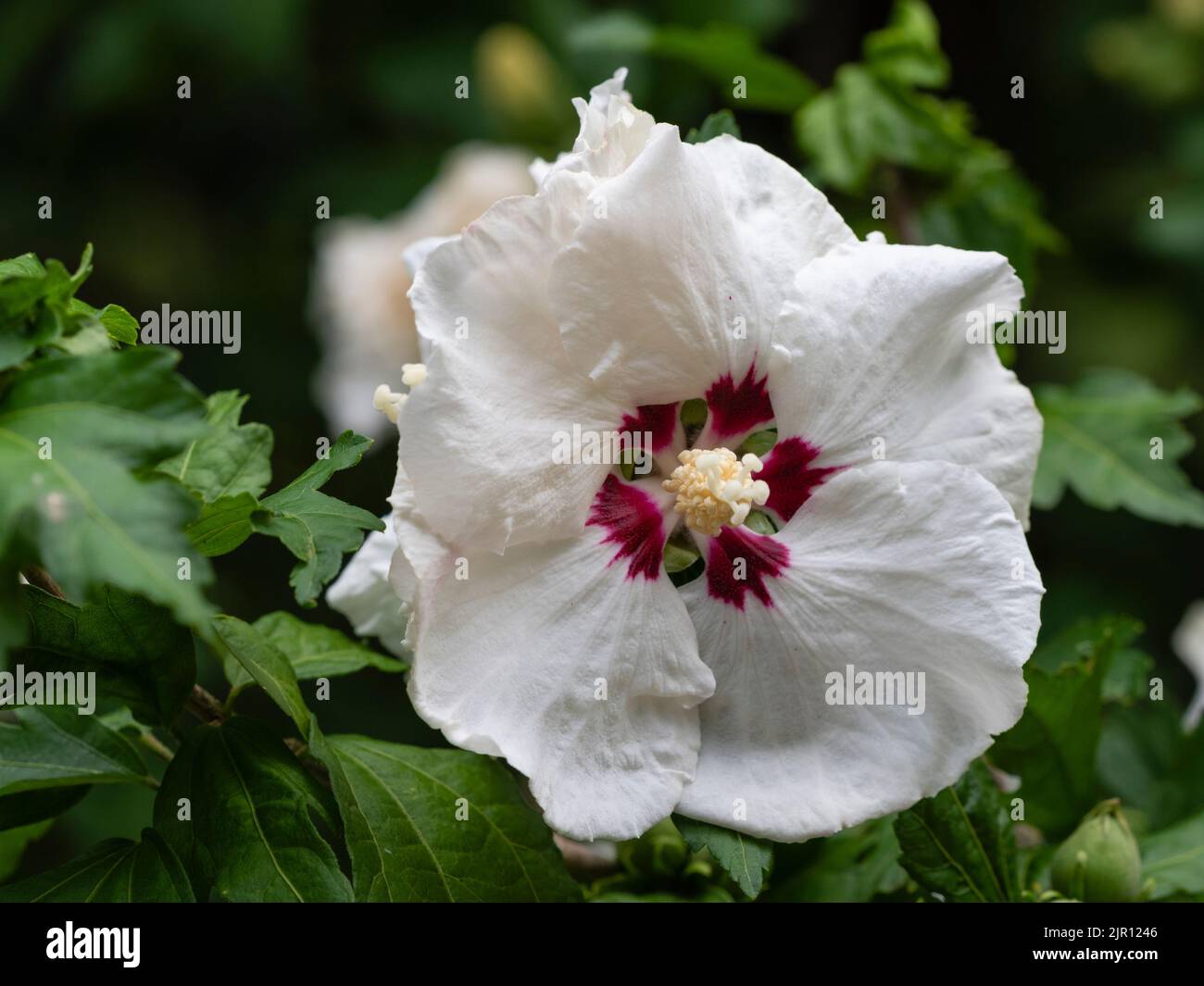 Red centred pale pink late summer flower of the hardy hibiscus shrub, Hibiscus syriacus 'Red Heart' Stock Photo