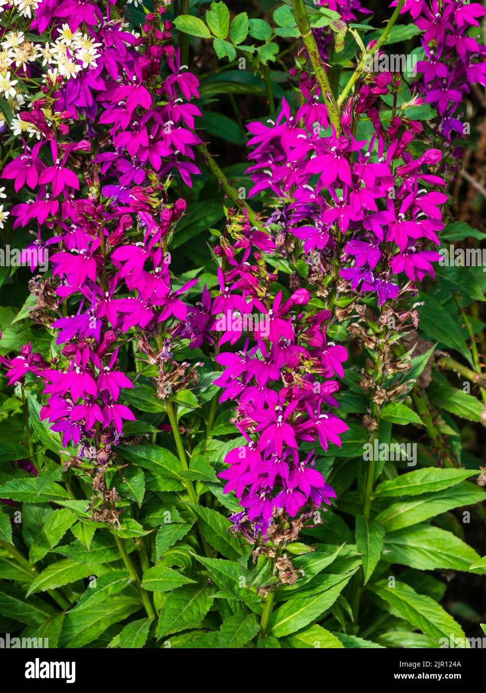 Upright spike of magenta summer flowers of the hardy perennial Lobelia x speciosa 'Tania' Stock Photo