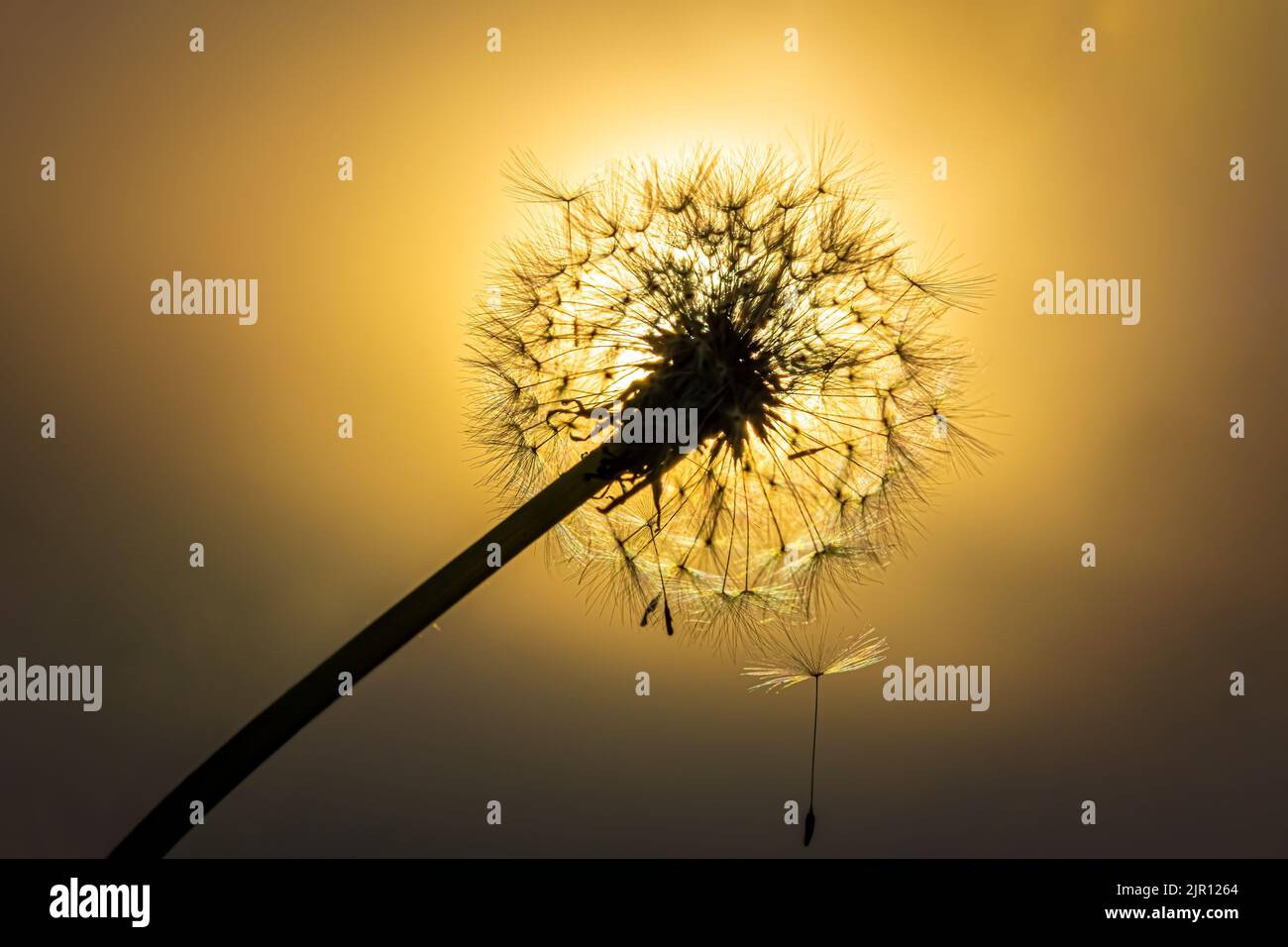 Dandelion on the meadow at sunlight background Stock Photo