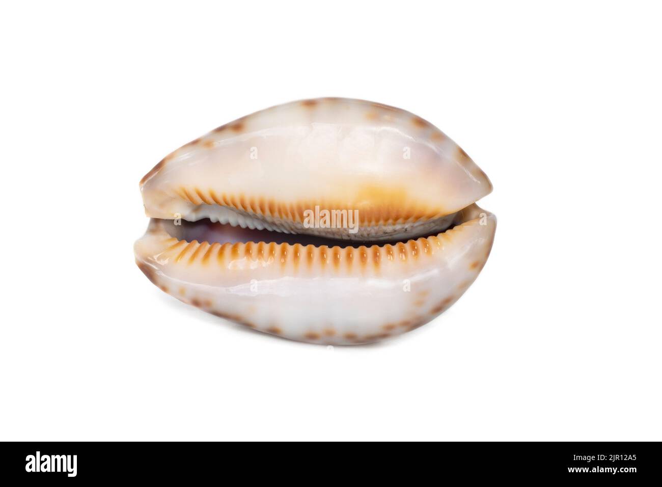 Image of seashells cypraea arabica on a white background. Undersea Animals. Sea Shells. Stock Photo