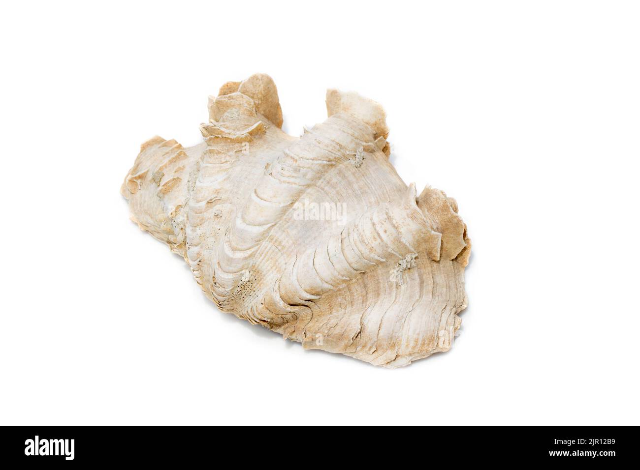 Image of Crocus Giant Clam (Tridacna crocea). on a white background. Sea shells. Undersea Animals. Stock Photo