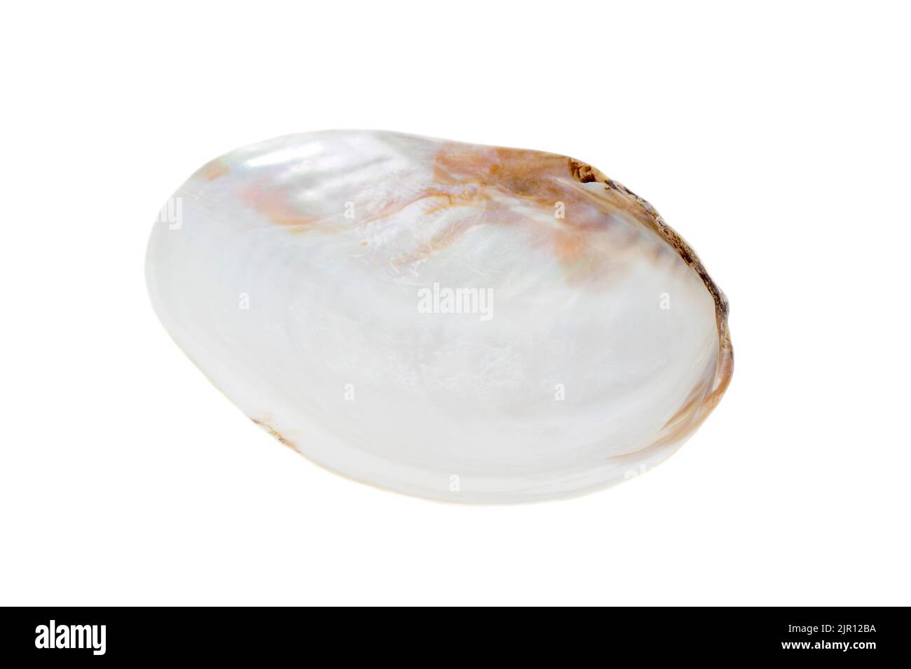 Image of seashells clam pearled on a white background. Undersea Animals. Sea Shells. Stock Photo