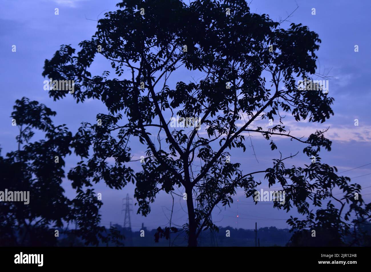 Cool dark tree right before sunrise Stock Photo