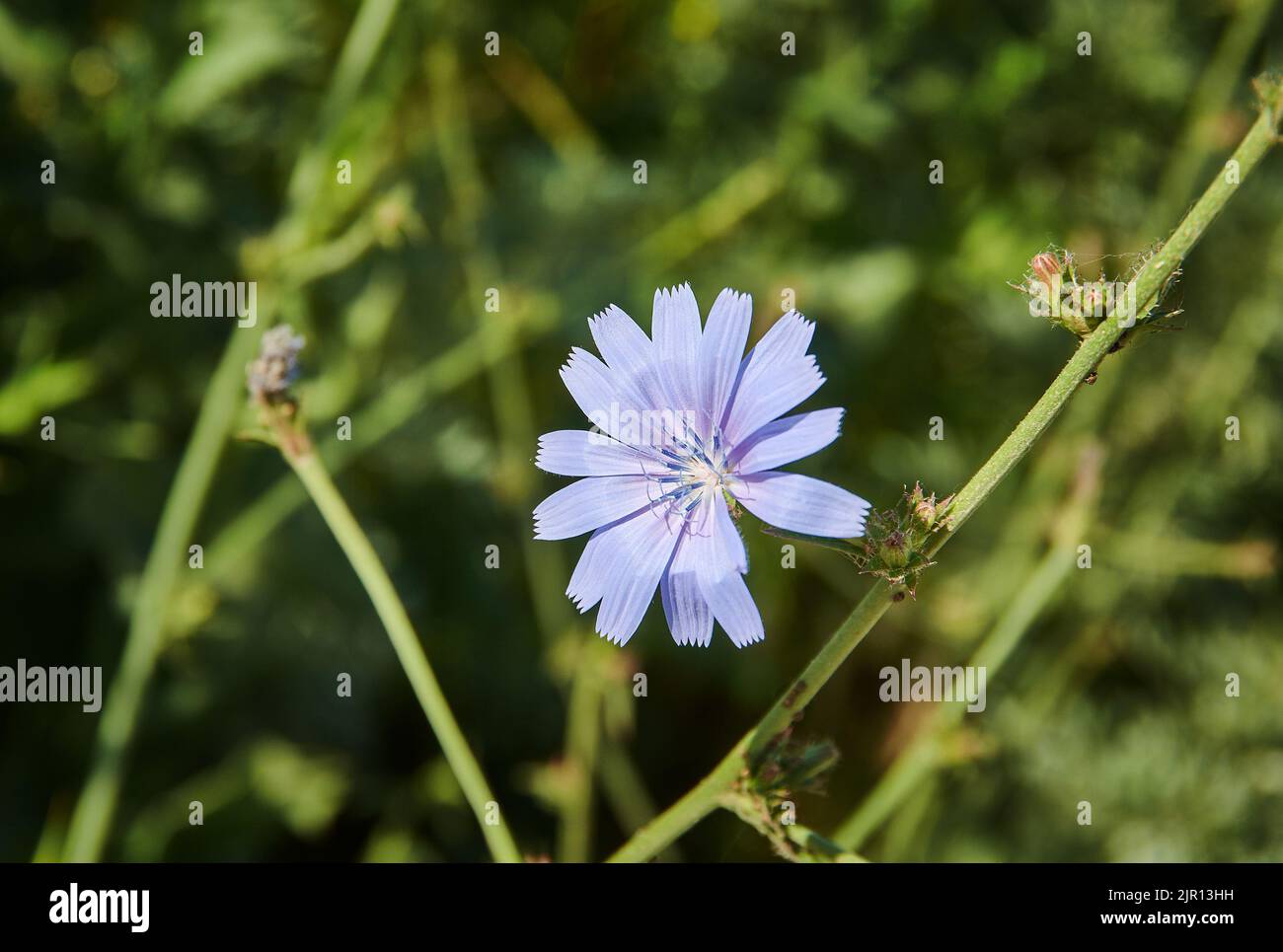 Cichorium intybus,  somewhat woody, perennial herbaceous plant of the family Asteraceae, Stock Photo