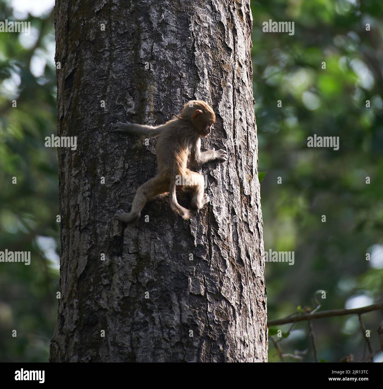 Small monkey trying to climb tree hires stock photography and images