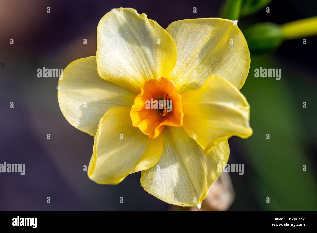 A single bloom of daffodil jonquilla showing the pollen