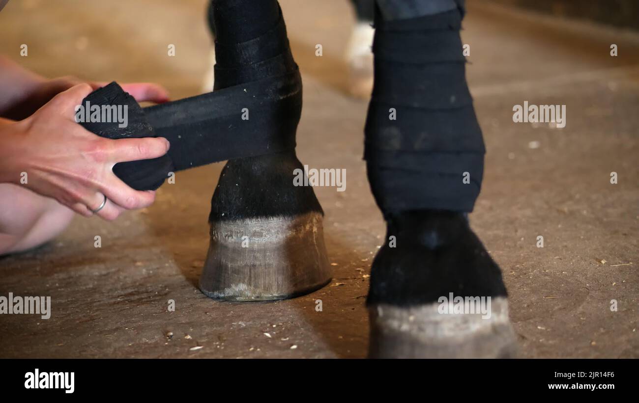 Young lady bandaging horse's leg. closeup of a black bandages on a