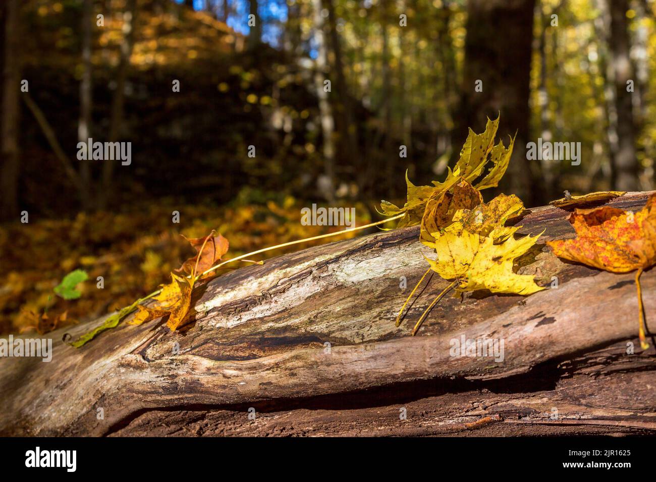 Forest of ancient maple trees hi-res stock photography and images - Alamy