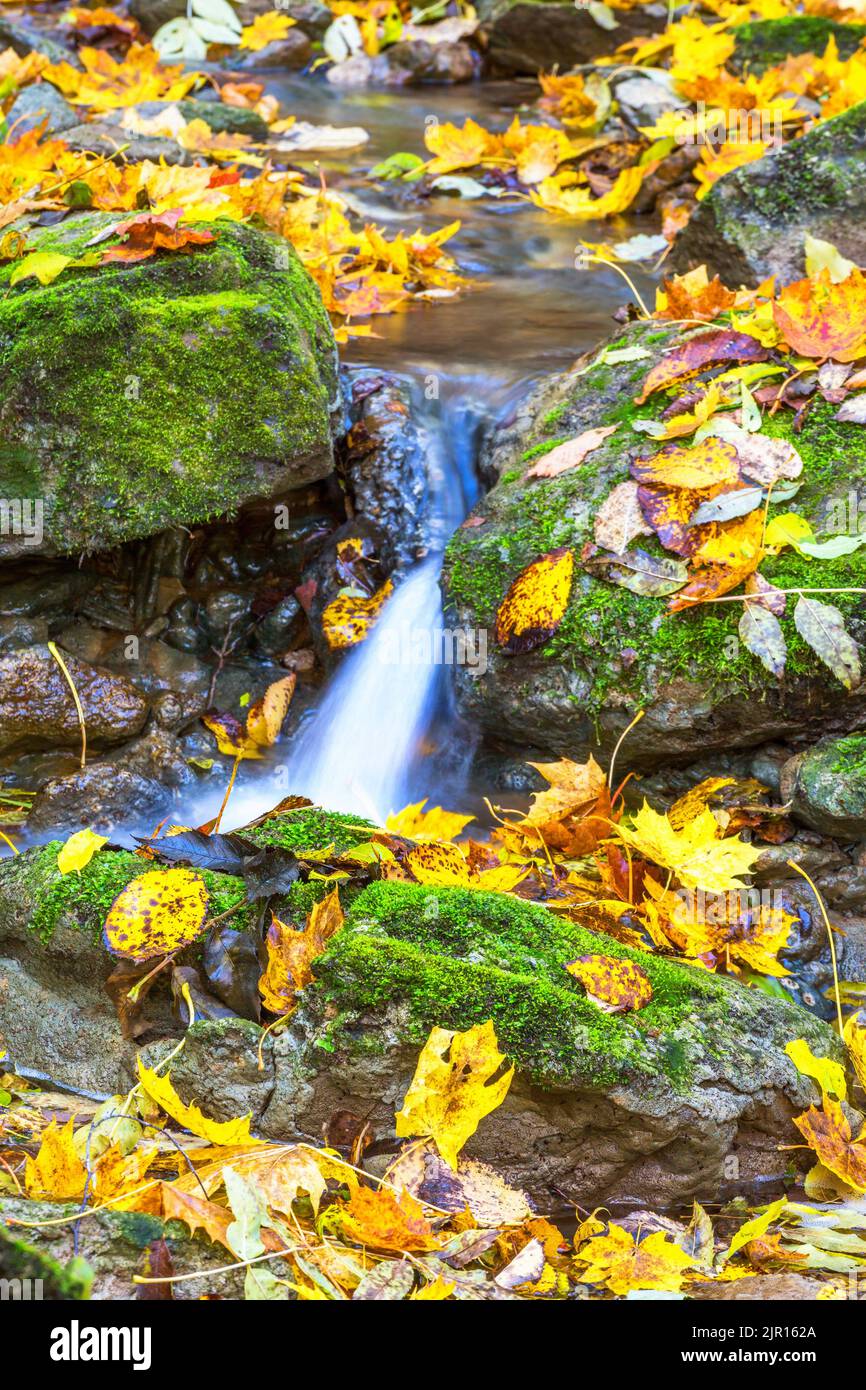 Floating autumn leaves on a brook hi-res stock photography and images ...
