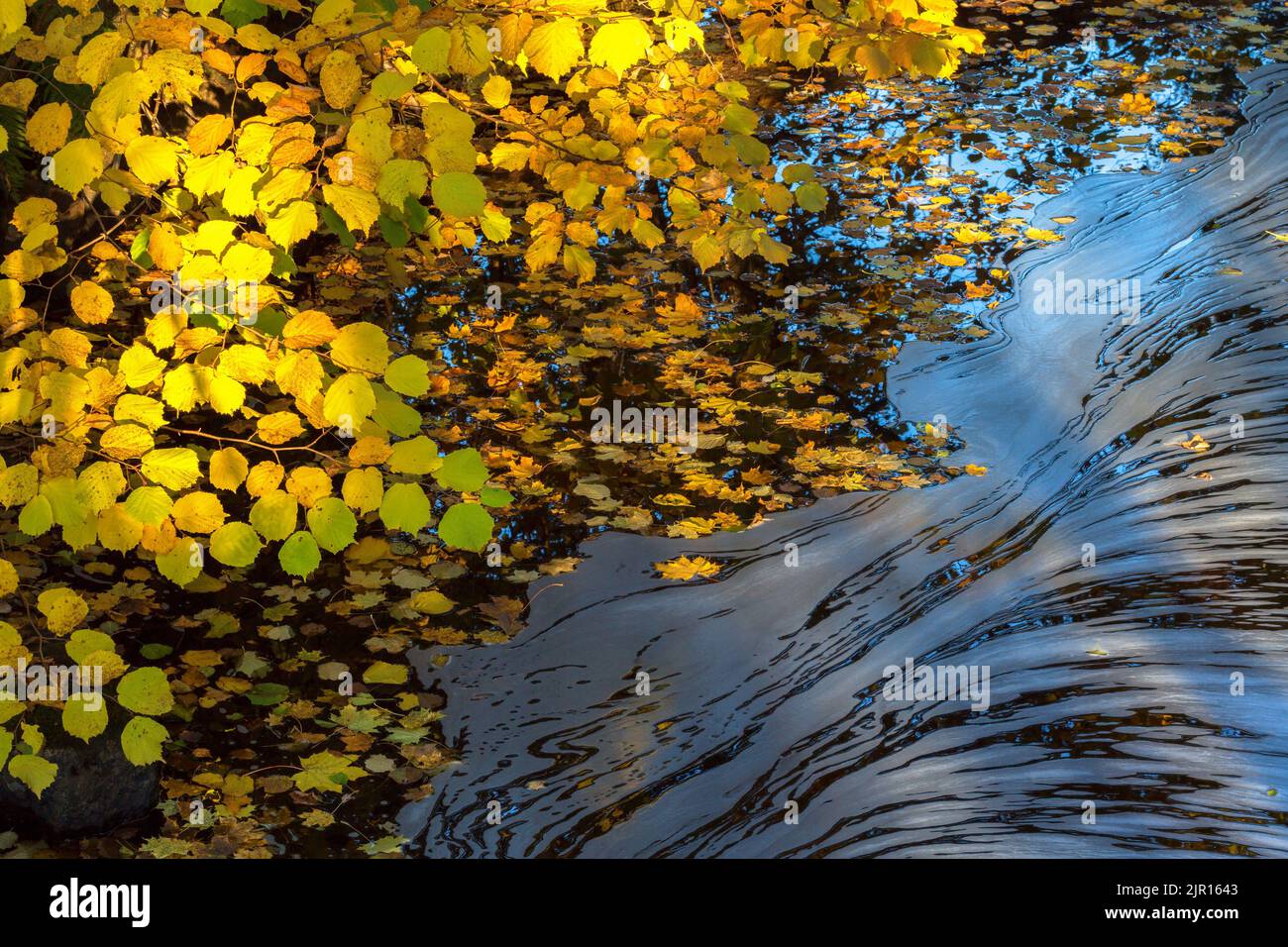 Autumn coloured foliage flowing hi res stock photography and images Alamy