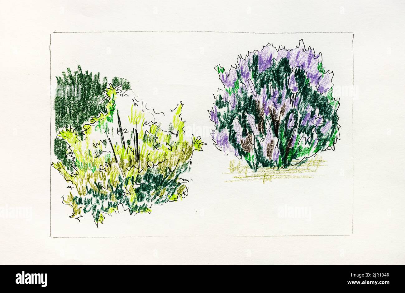 hand-drawn blossoming bushes by black pen and color pencils on old textured paper Stock Photo