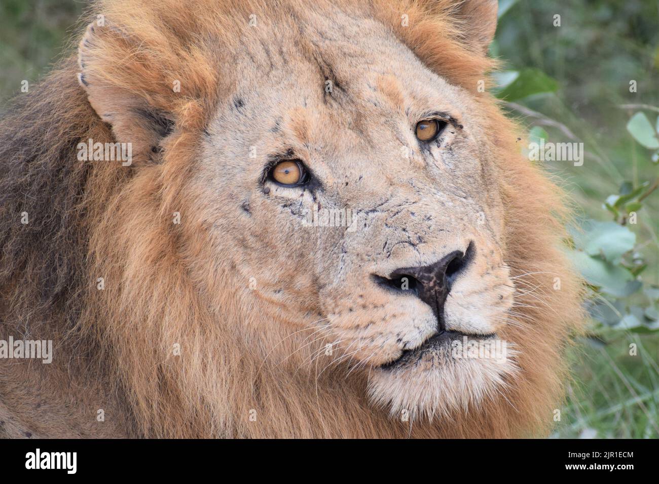 Lion Looking Up Stock Photo Alamy