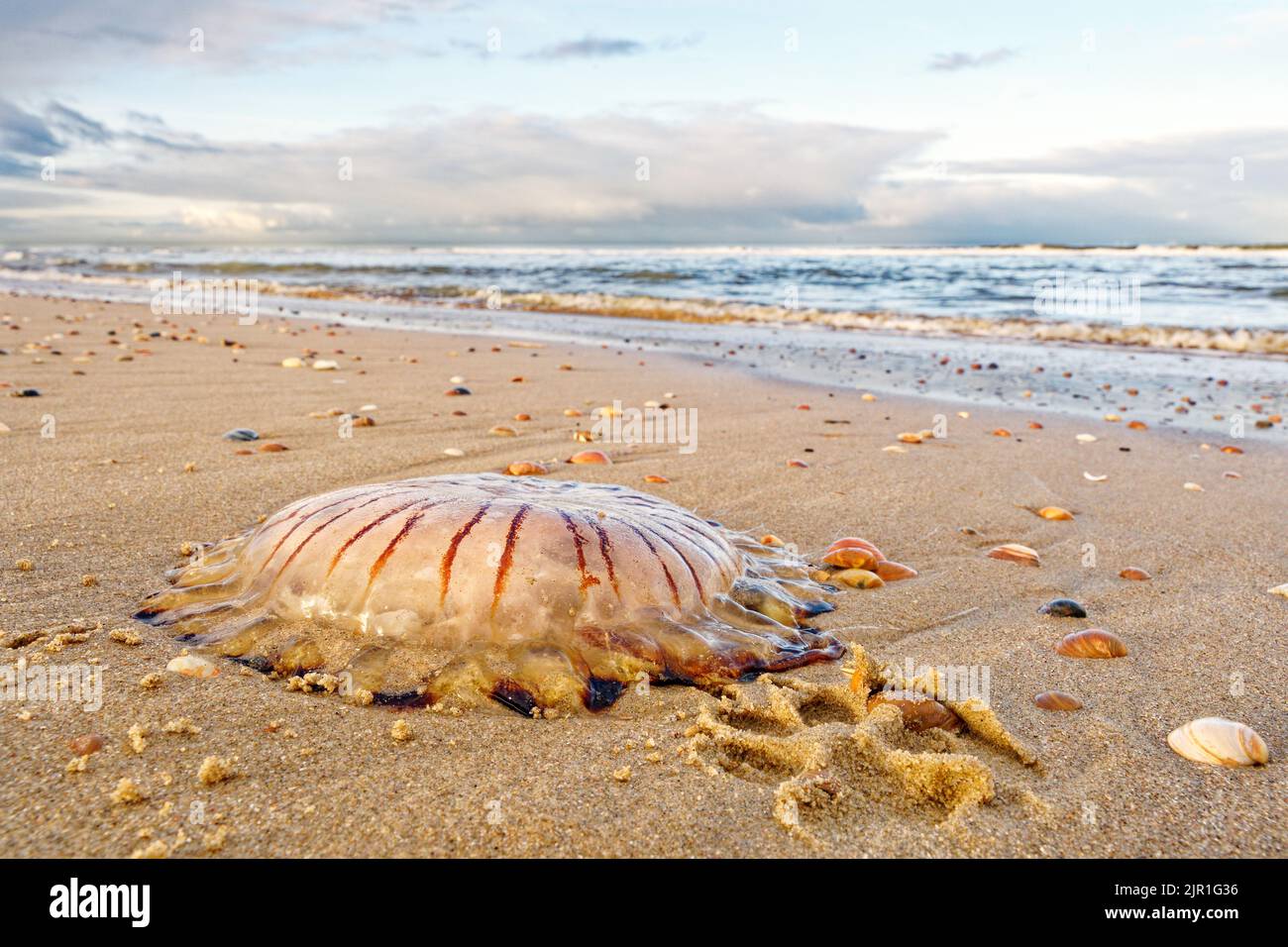 A compass jellyfish (Chrysaora hysoscella) washed ashore, lying in the sand. A dog's paw prints show the size of the jellyfish. North Holland dune res Stock Photo