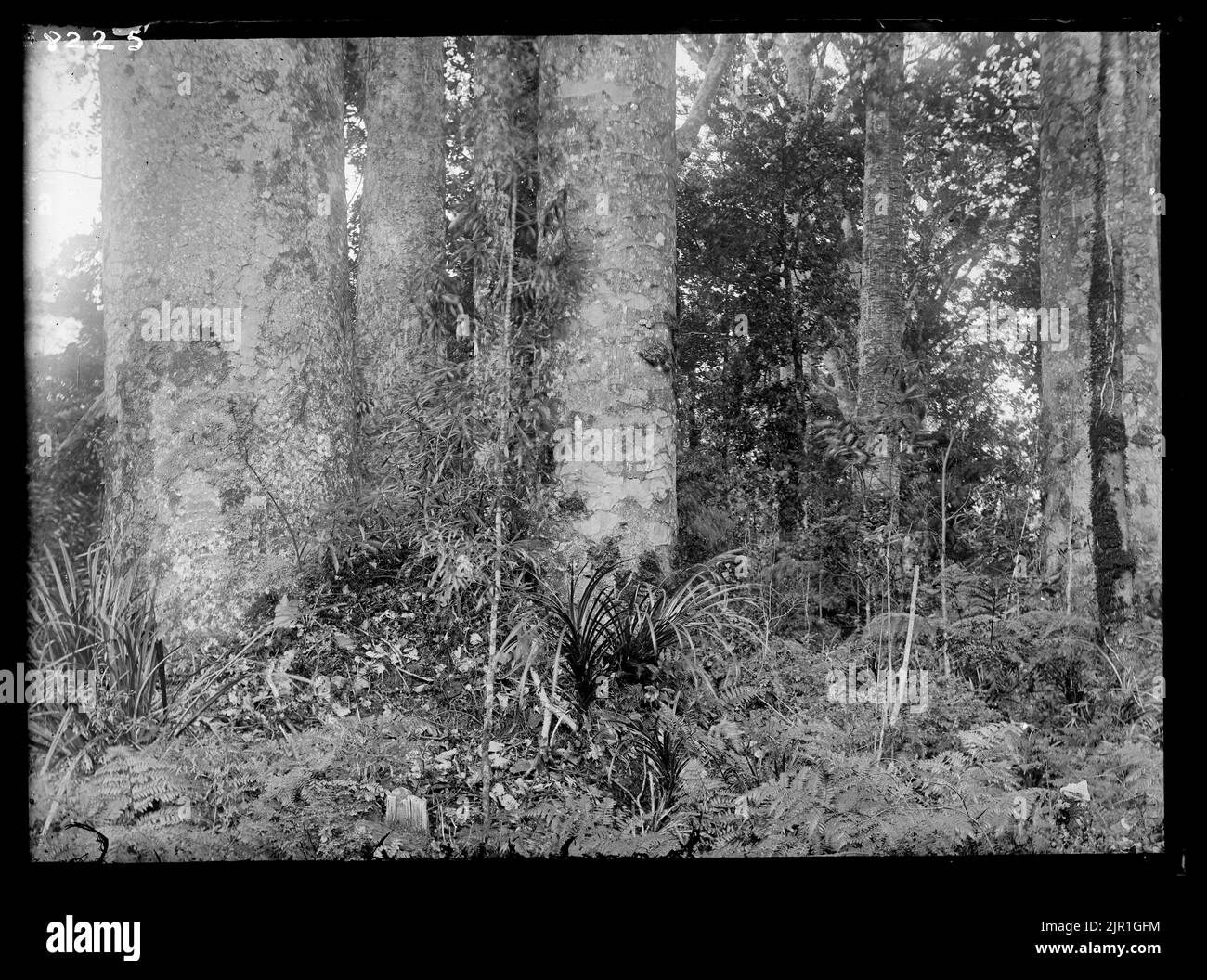 Kauri (Agathis australis) Association, circa 1922, by Dr Leonard Cockayne F.R.S. Stock Photo