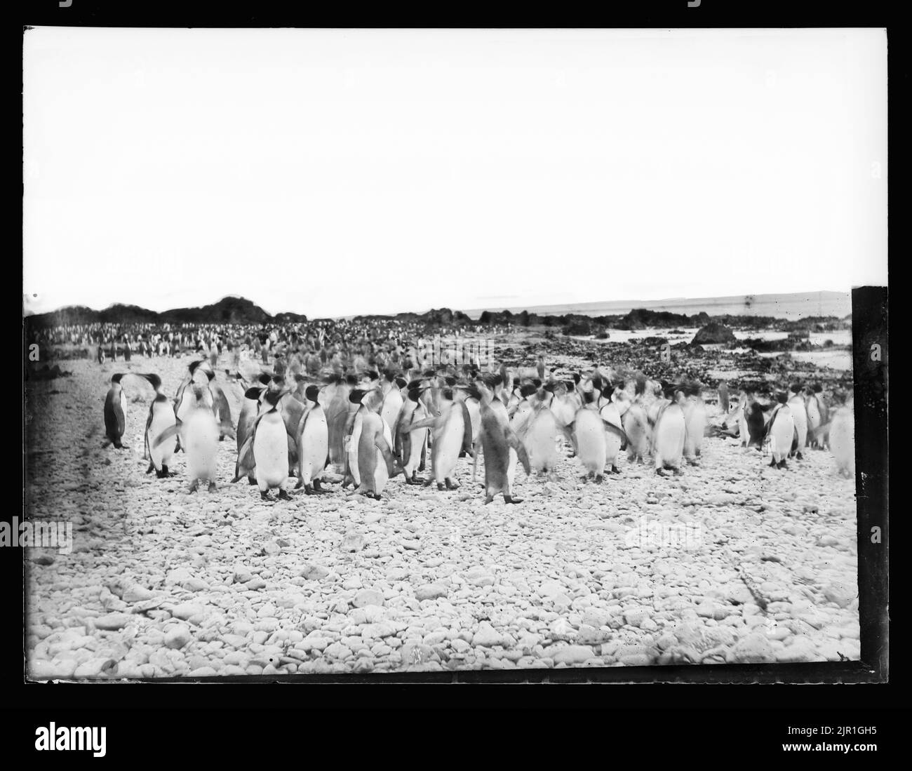 King Penguins - Mothers and young, circa 1900, New Zealand, maker unknown. Stock Photo
