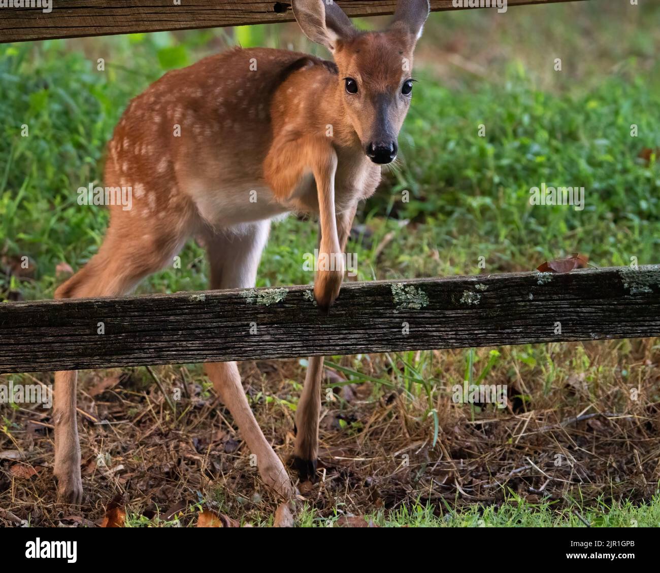 A white-tailed fawn crossing a fence. Stock Photo