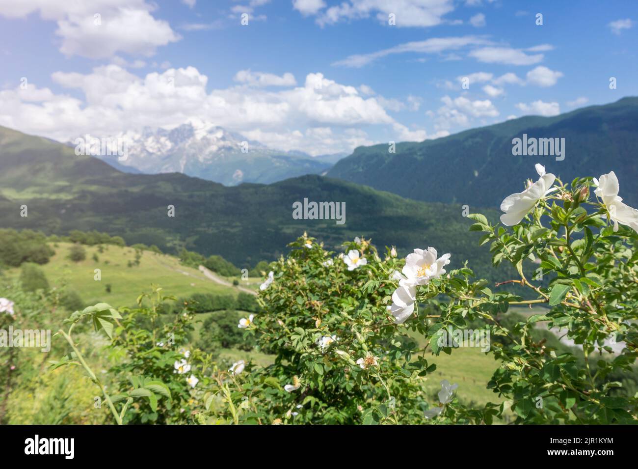 Upper Svaneti region, Georgia. Beautiful Svaneti landscape with white flowers, forest and mountains near Mestia in Summer. Stock Photo