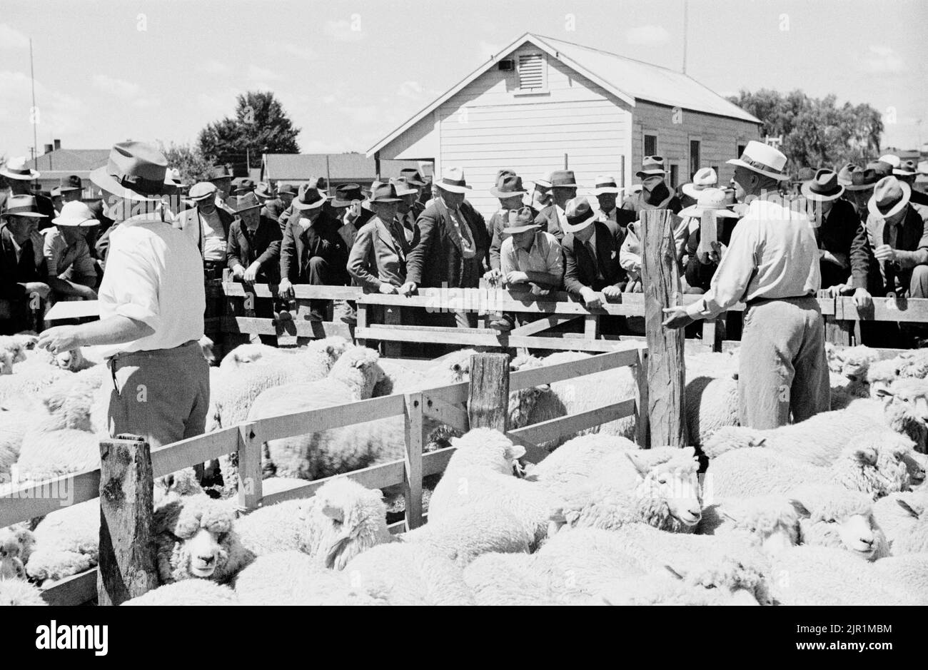 Waipukurau saleyards, sheep being auctioned, February 1941, Hawke's Bay, by Eric Lee-Johnson. Stock Photo