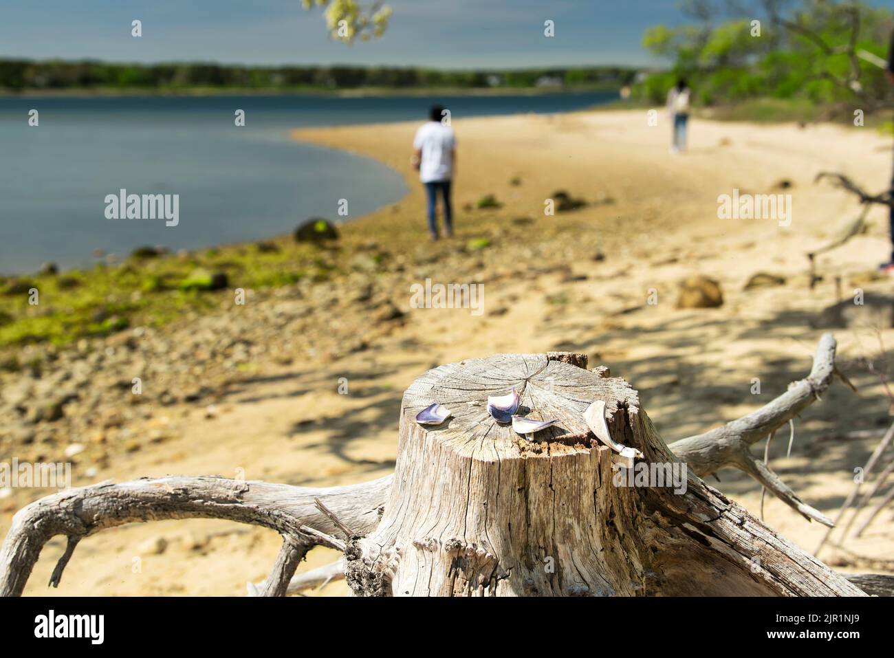 Broken mussel shells on a dead tree stump within the Felix neck