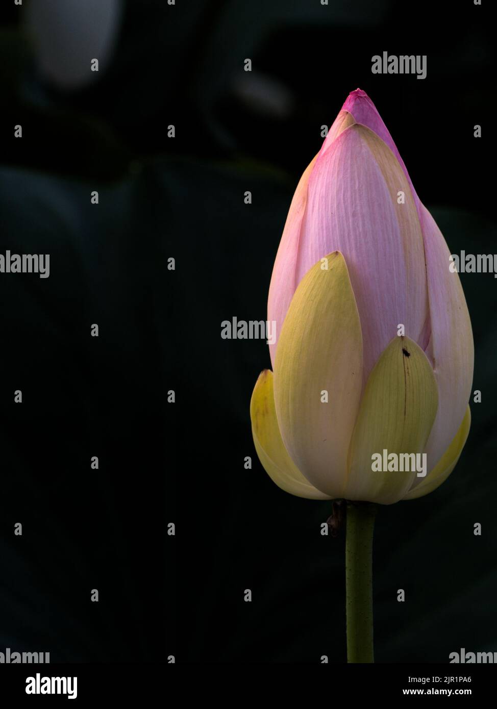 Lotus flower not yet blossomed on the Mincio river in Mantov Stock