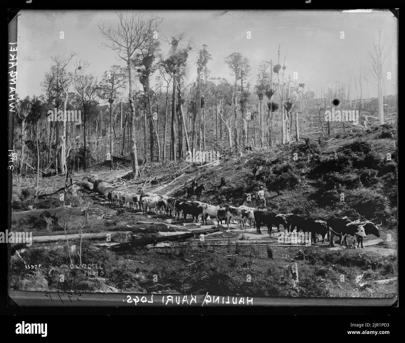 [Hauling kauri logs], New Zealand, by Joseph Cowdell, Muir & Moodie ...