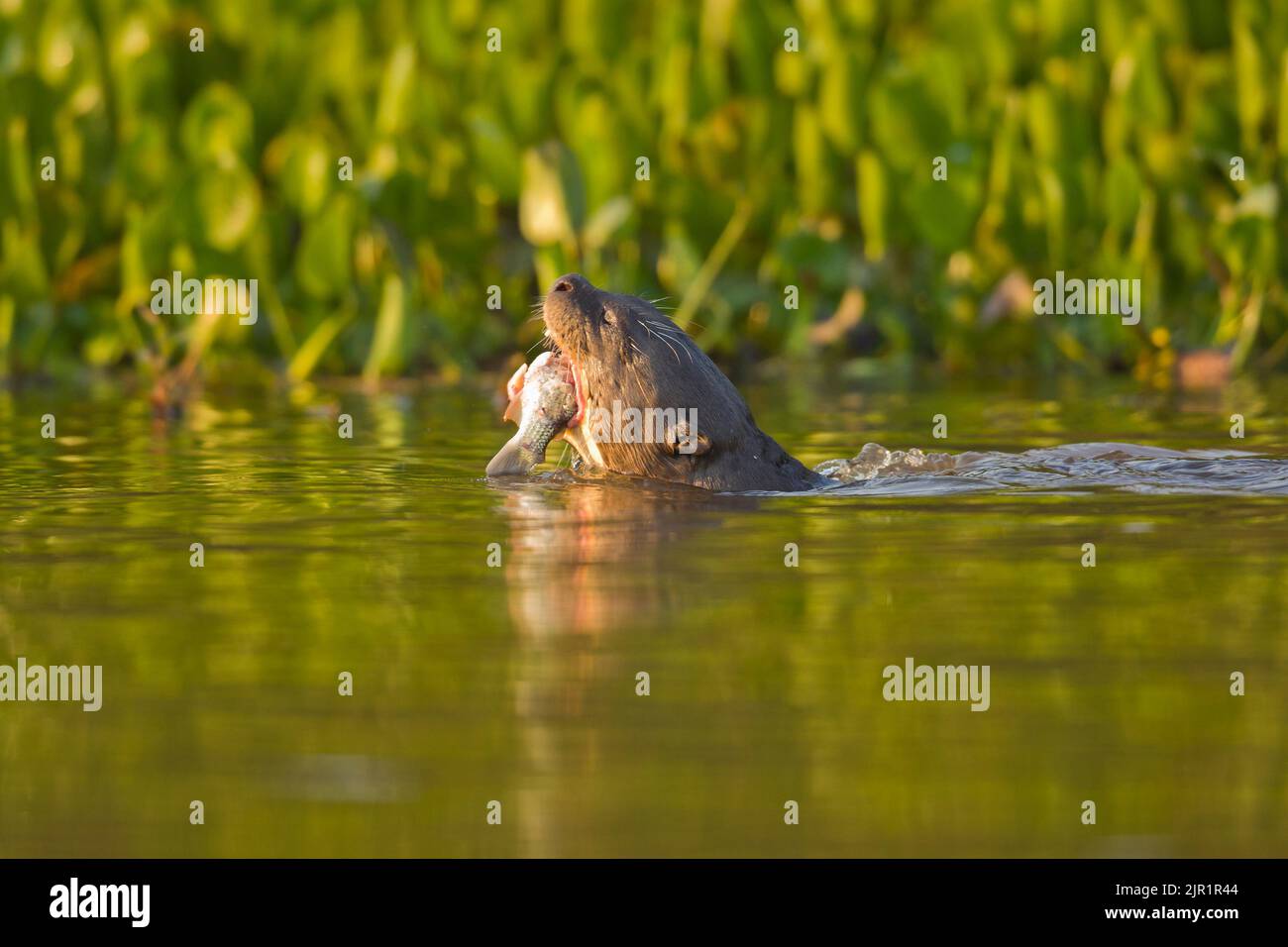 Giant Otter (Pteronura brasiliensis) swimming with a fish in its mouth ...