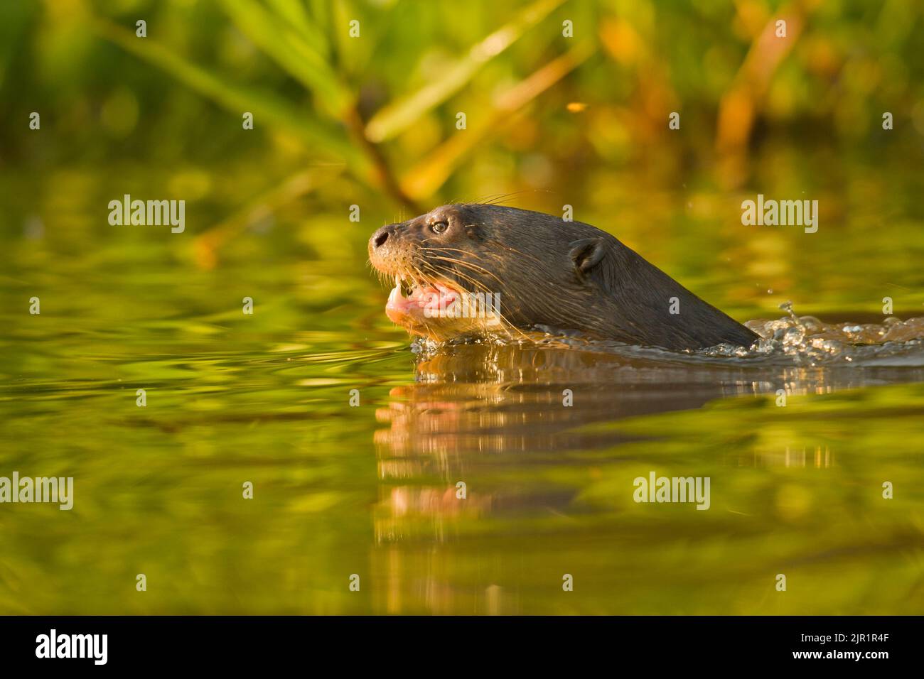 Giant Otter (Pteronura brasiliensis) swimming Stock Photo