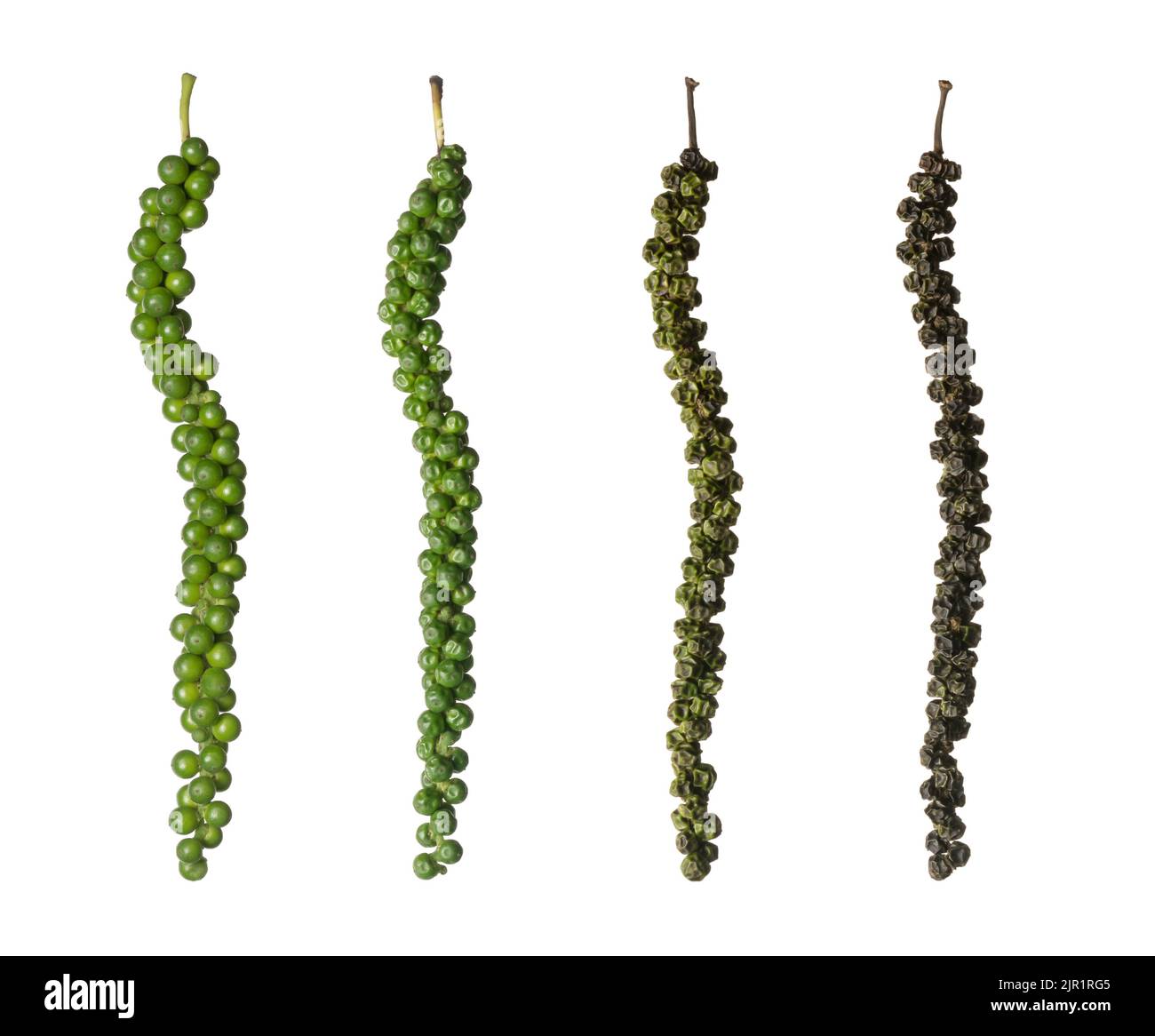 time lapse of black peppercorn, fresh green raw to dried black pepper