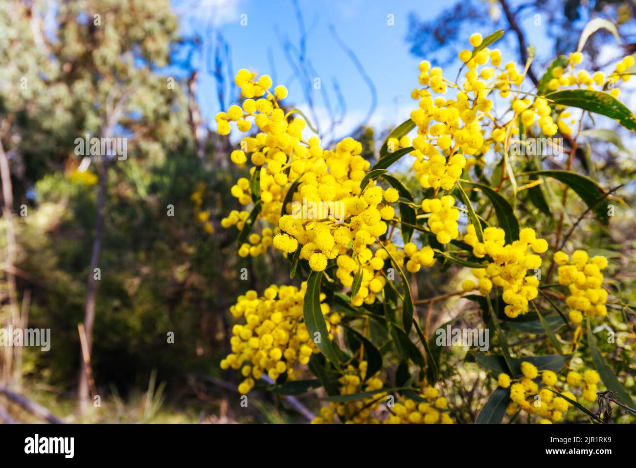 The Golden Wattle: A Symbol of Australia, a Beacon of Beauty