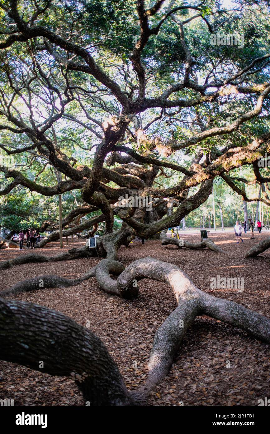 Angel Oak Tree, Charleston South Carolina Stock Photo