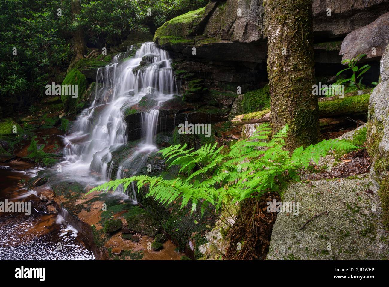 A fern plant grows out of the base of a tree and rock next to Elakala