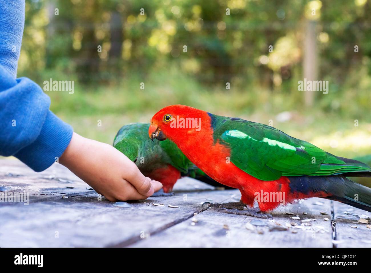 Feeding Australian king parrots. Wildlife, birds in Australia Stock
