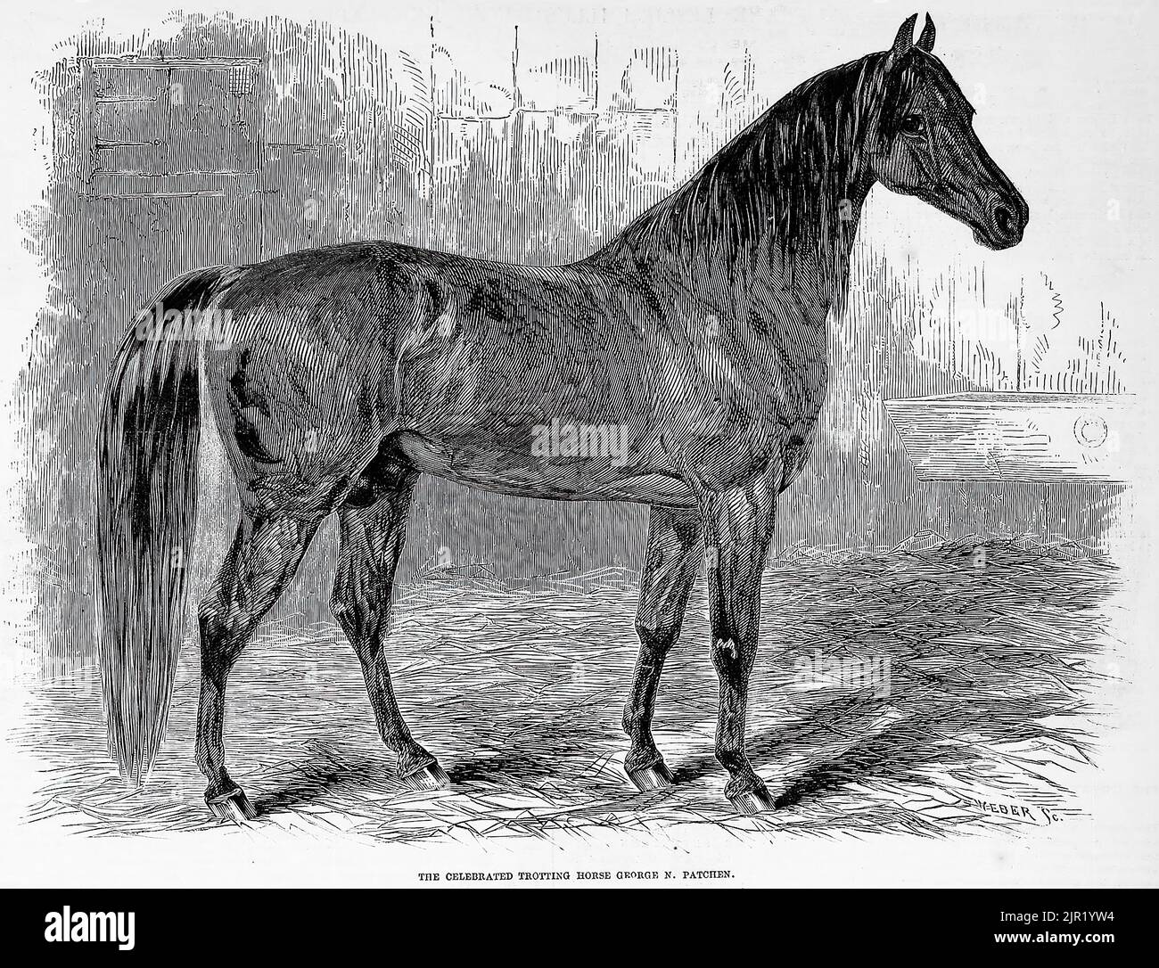 The celebrated trotting horse George N. Patchen (1860). 19th century illustration from Frank Leslie's Illustrated Newspaper Stock Photo