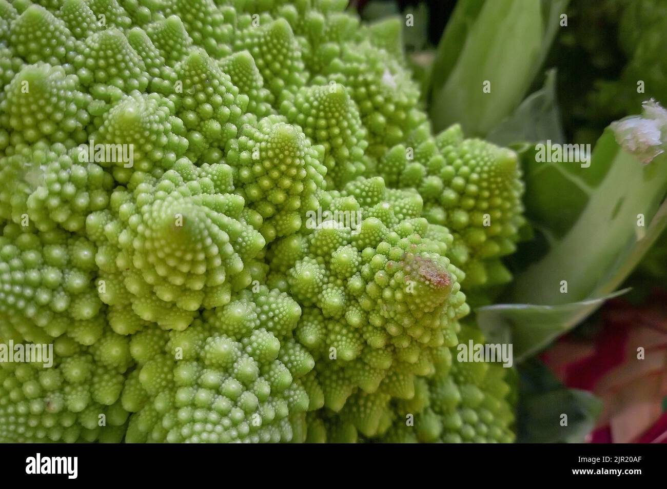 Detail of the perfect geometries of a Roman cabbage: a vegetable very ...
