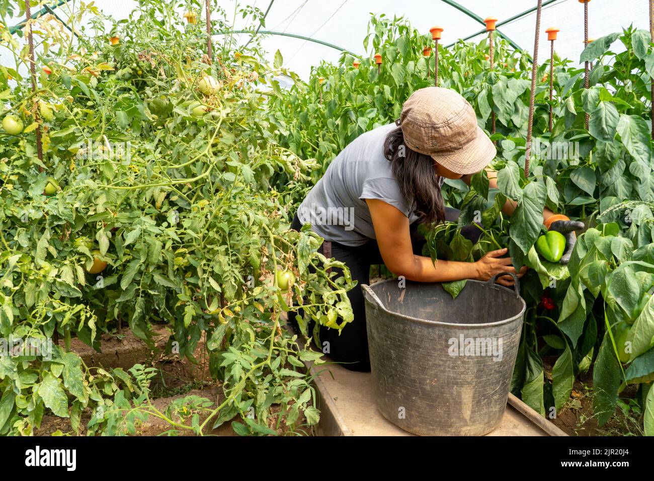 latin businesswoman picking peppers on her ecologic plantation greenhouse. frelancer concept. entrepreneur woman Stock Photo