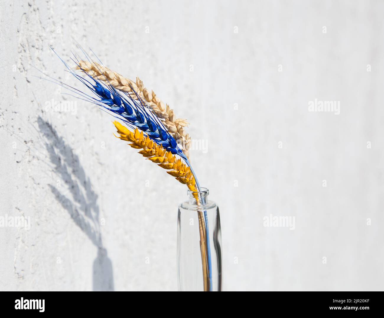 three spikelets of wheat, two of which are painted in yellow and blue colors of the Ukrainian flag on a white background. Support Ukraine. Stop the wa Stock Photo