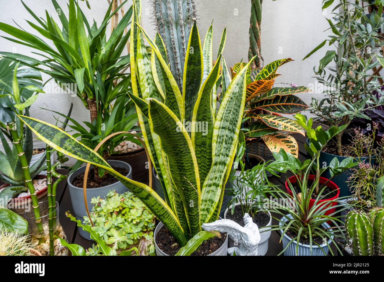 Decorative indoor plants of all kinds with a sansevieria on an urban terrace Stock Photo