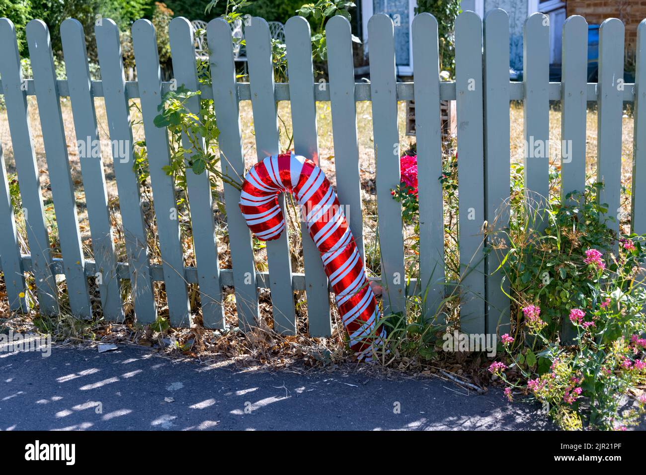 Foil red and white candy cane propped up against green picket Fence, UK Stock Photo Alamy