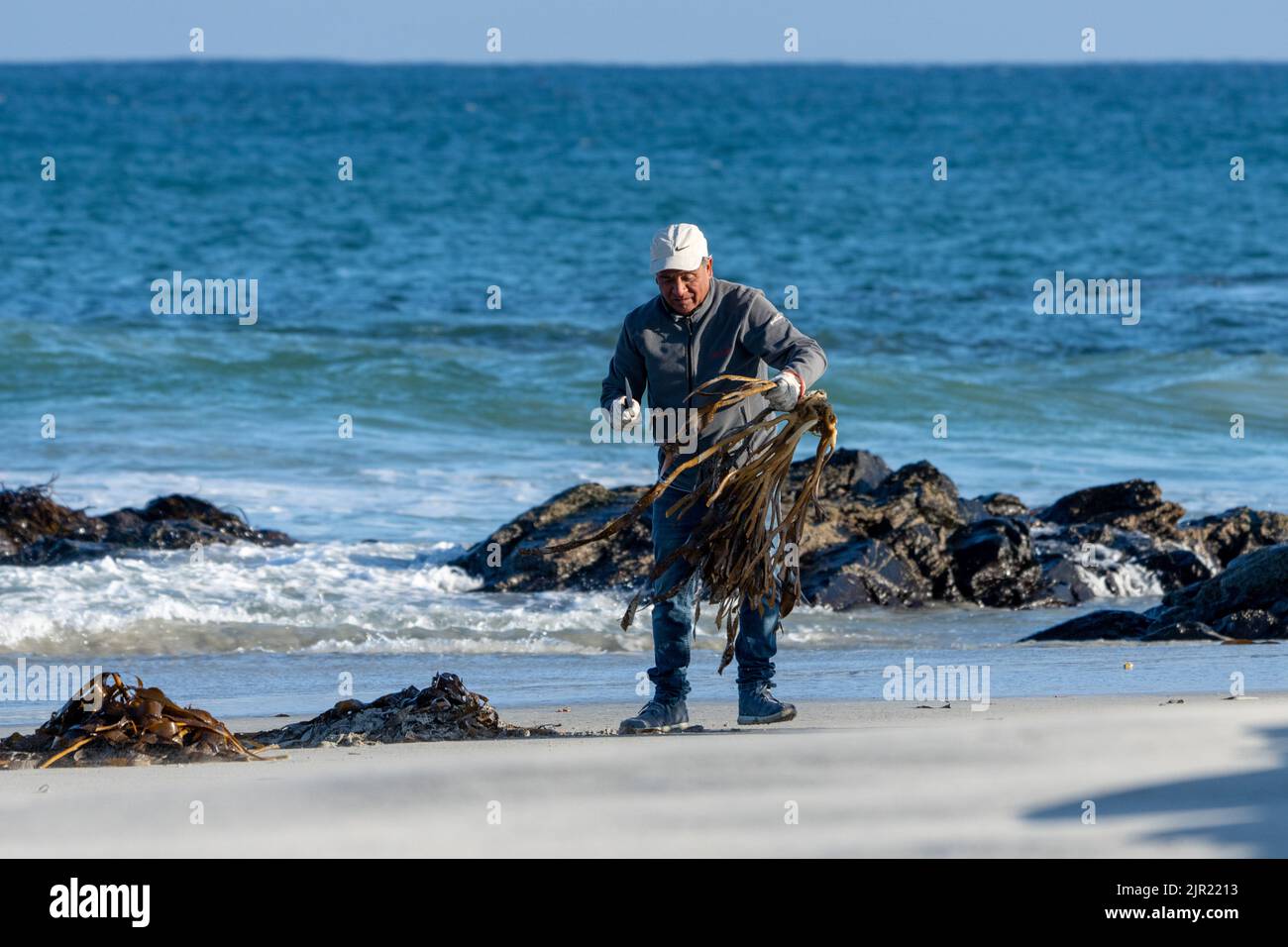A Chilean man harvests kelp on the shore of the Pacific Ocean at Pan de Azucar National Park in Chile.  The harvested kelp is sent to China. Stock Photo