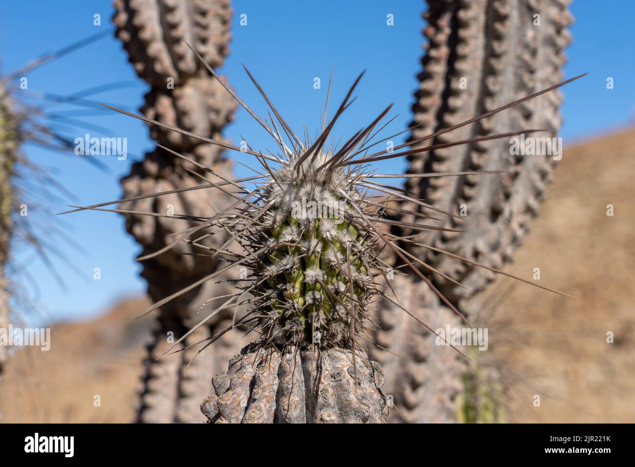 Closeup of a Eulychnia iquiquensis candelabra cactus in Pan de Azucar National Park in the