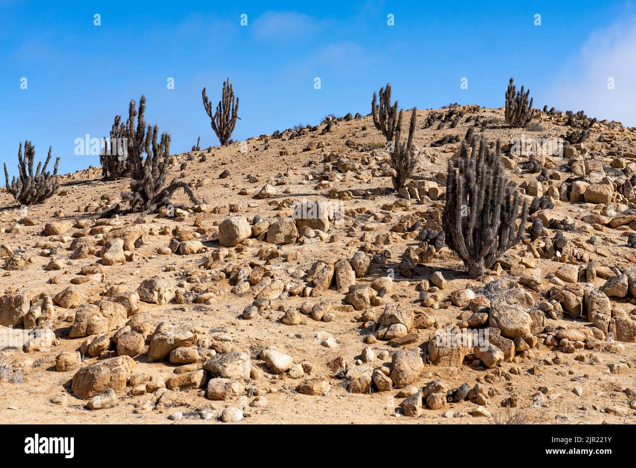 A forest of Eulychnia iquiquensis candelabra cacti in Pan de Azucar National Park in the Atacama Desert of Chile. Stock Photo