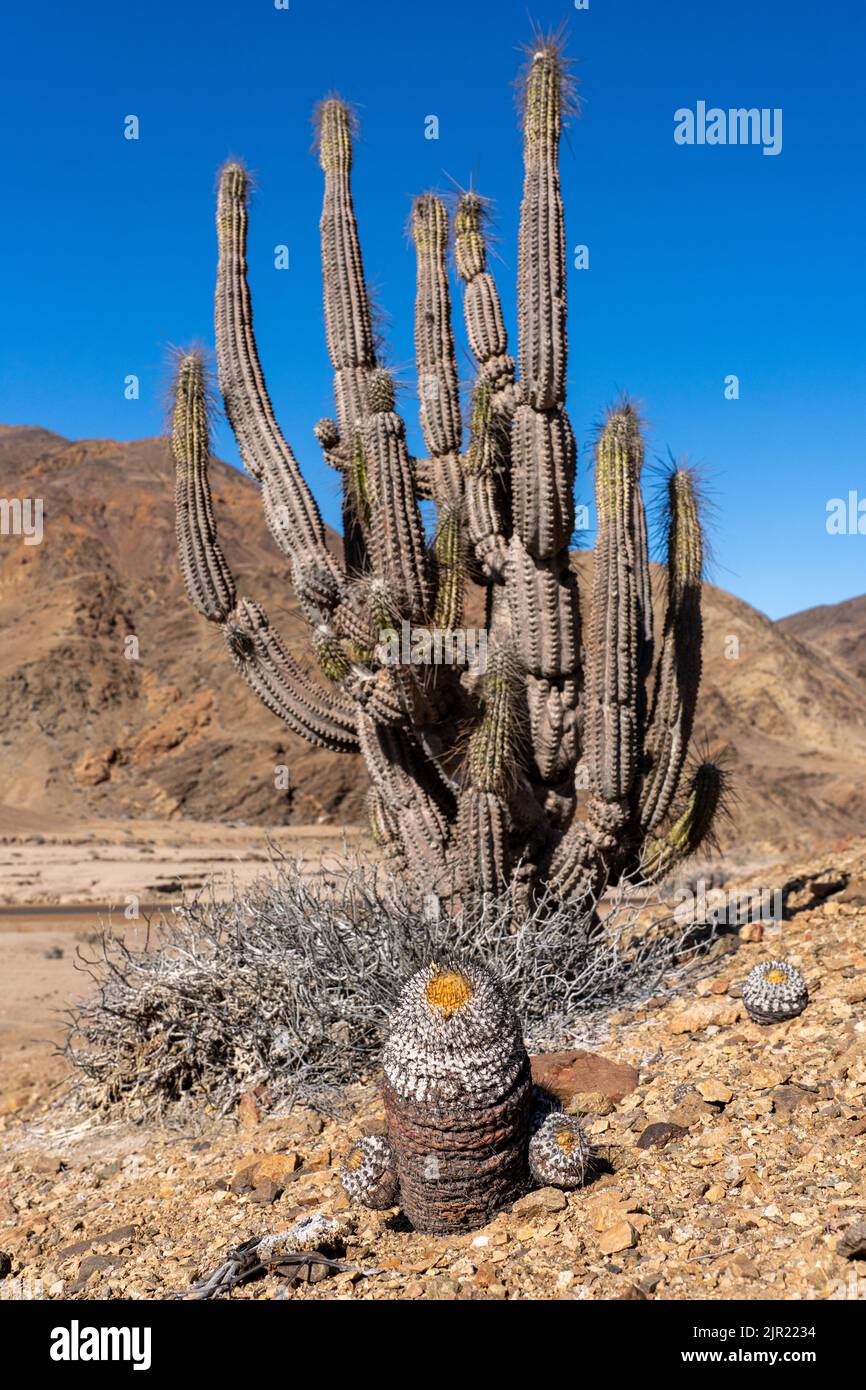 Copiapoa cinerea and Eulychnia iquiquensis cacti in Pan de Azucar National Park in the Atacama Desert, Chile. Stock Photo