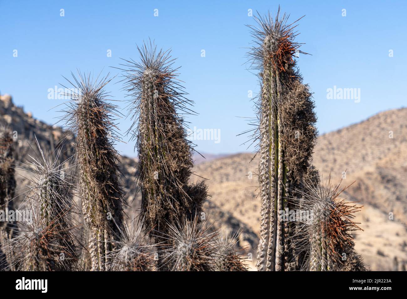 Closeup of a Eulychnia iquiquensis candelabra cactus in Pan de Azucar National Park in the