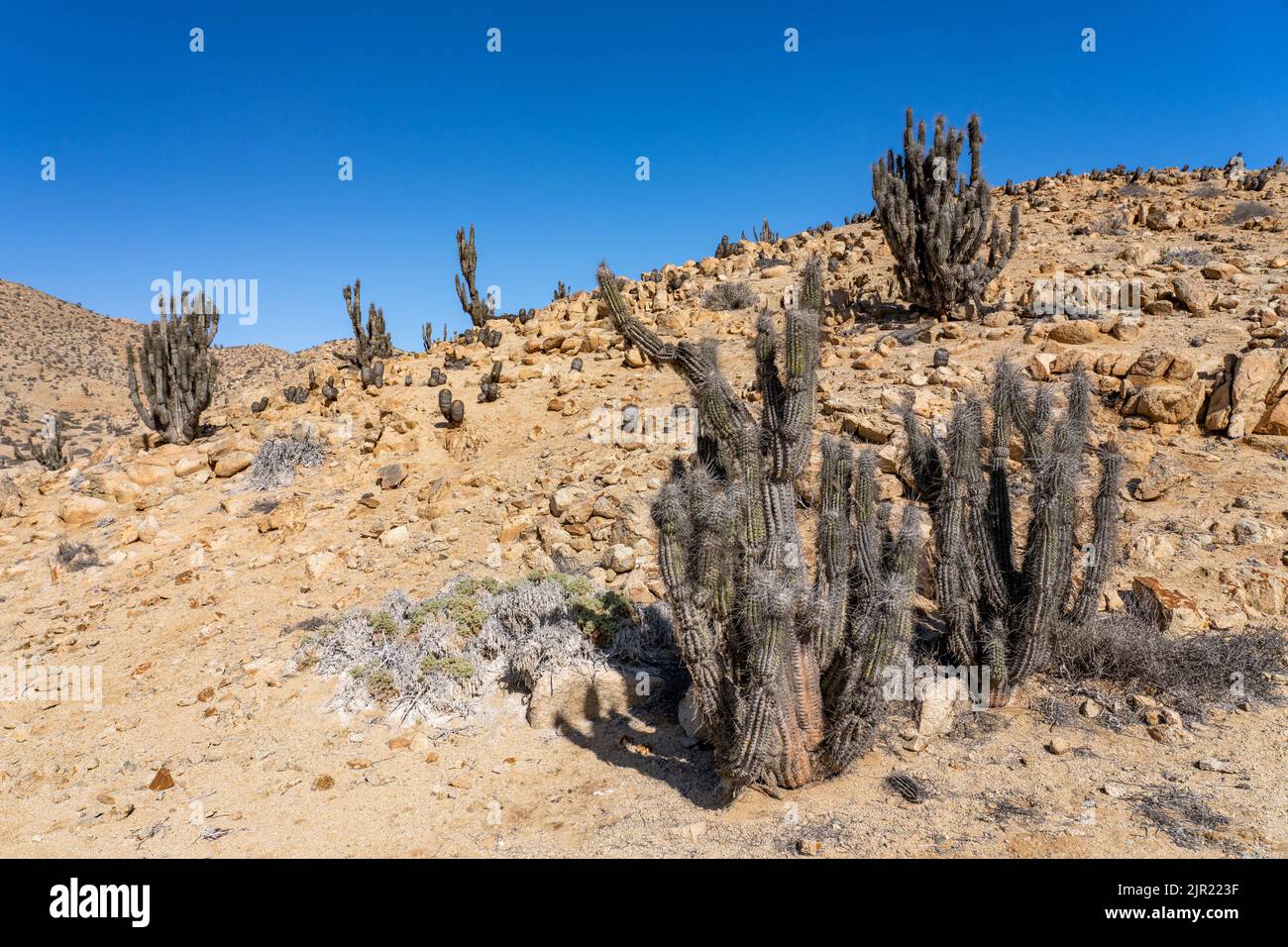 A forest of Eulychnia iquiquensis candelabra cacti in Pan de Azucar National Park in the Atacama Desert of Chile. Stock Photo