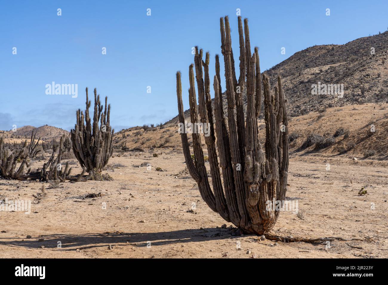 Eulychnia iquiquensis candelabra cacti in Pan de Azucar National Park in the Atacama Desert of Chile. Stock Photo