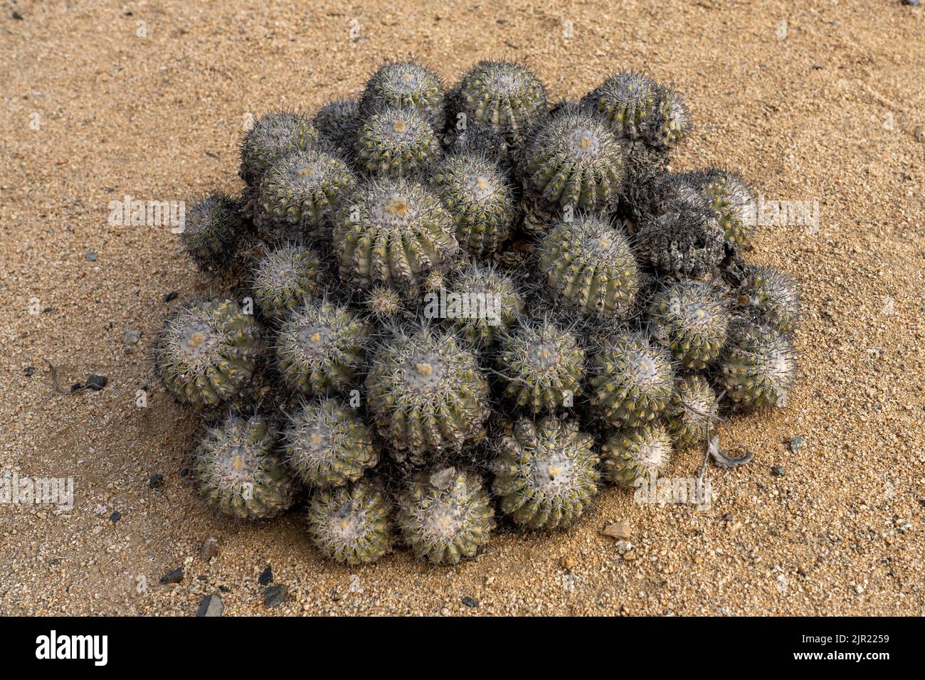 Gray Hedgehog or Erizo Gris Cactus, Copiapoa cinerascens, in Pan de ...