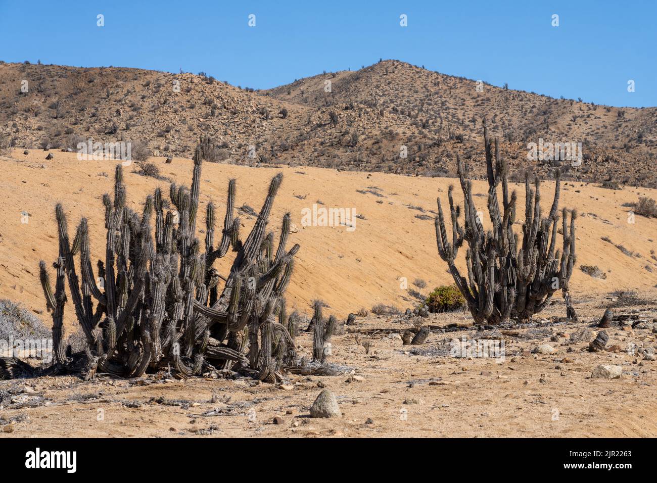 Eulychnia iquiquensis candelabra cacti in Pan de Azucar National Park in the Atacama Desert of Chile. Stock Photo